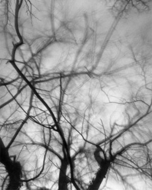 Tree_in_winter2.jpg