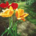 tulip2icon.jpg