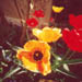 tulipsicon.jpg