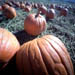 Pumpkins_icon.jpg
