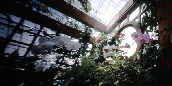 Orchids.jpg