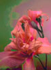 Nuclear_Lily_pn_icon.jpg